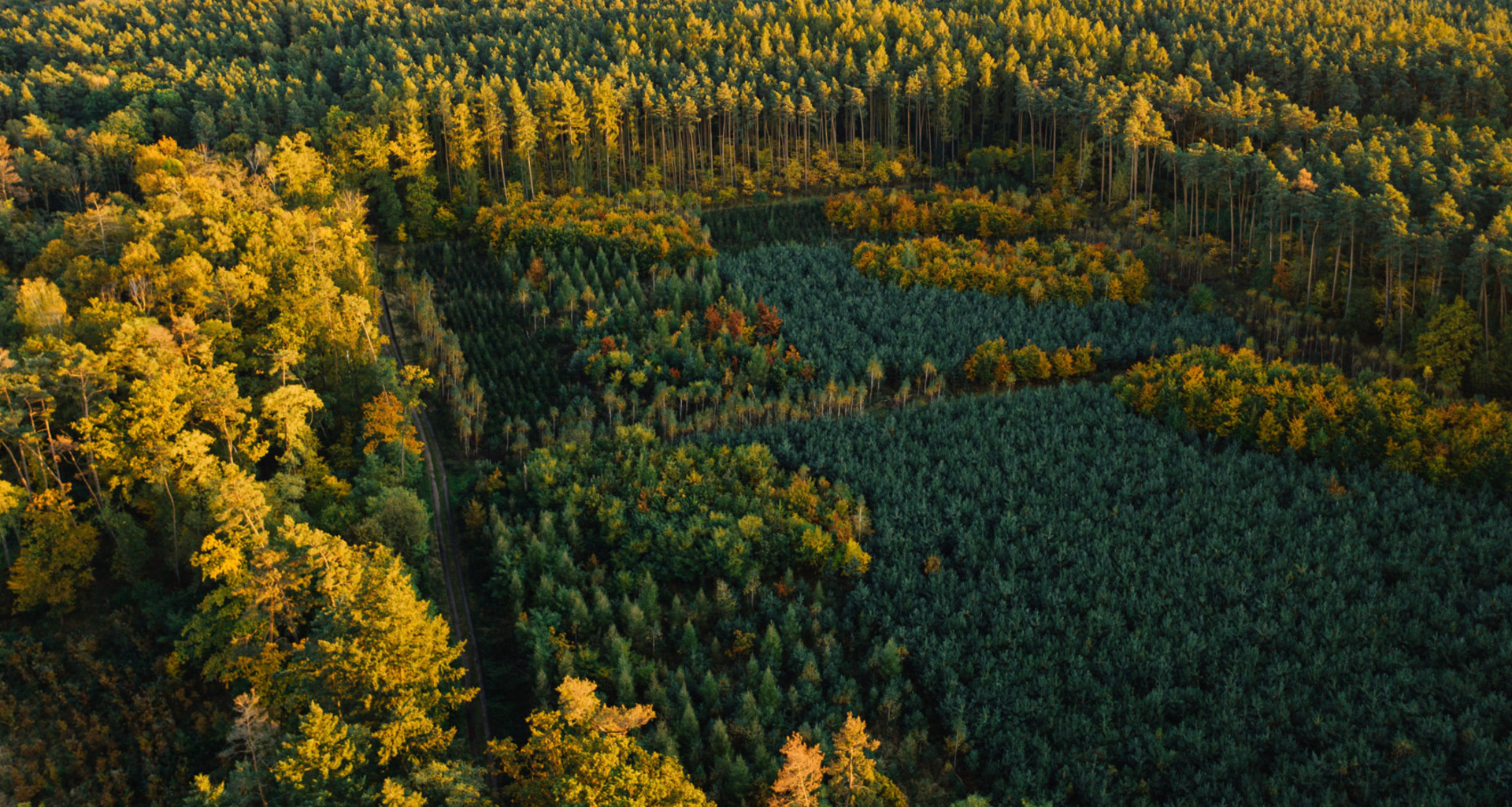 environment forest aerial view